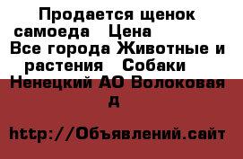 Продается щенок самоеда › Цена ­ 15 000 - Все города Животные и растения » Собаки   . Ненецкий АО,Волоковая д.